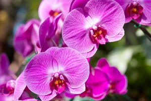 Cuál es la flor ideal para regalar en pareja, según el Feng Shui.