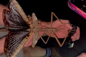 El insecto fue descubierto en los Trópicos Húmedos del Extremo Norte de Queensland