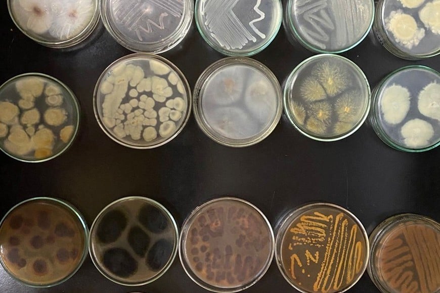 Algunos microorganismos mostraron una alta tolerancia a metales pesados como cromo, arsénico y plomo.