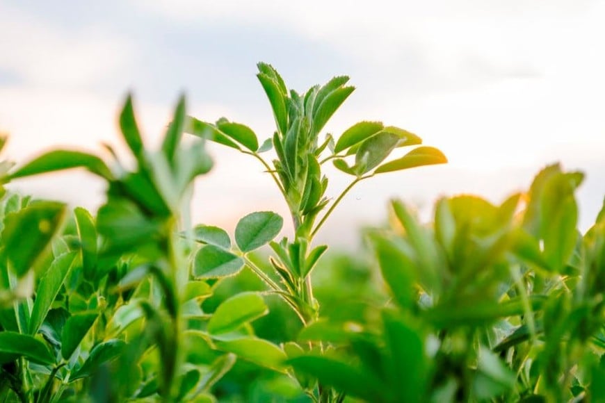 La alfalfa requiere ser sembrada en suelos neutros.