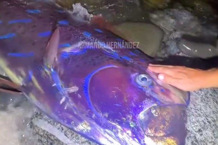 El increíble hallazgo fue a fines de julio.