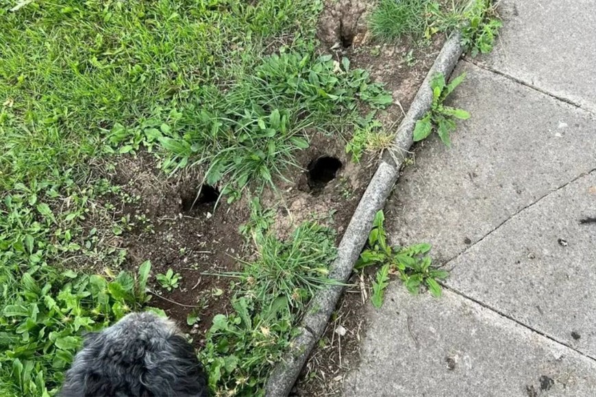 El hallazgo fue realizado por un operario de control de plagas