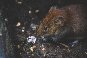 Captura de una rata parda de unos 5?centímetros