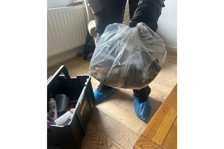 La imagen del roedor dentro de una bolsa de plástico se viralizó rápidamente