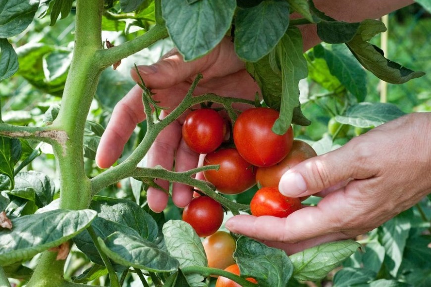El ADN de la papa moderna proviene en un 40% del tomate.