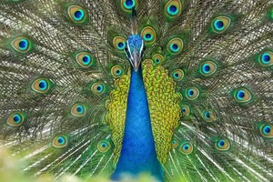 Las plumas emitieron haces láser coherentes cuando fueron tratadas con tintes especiales.