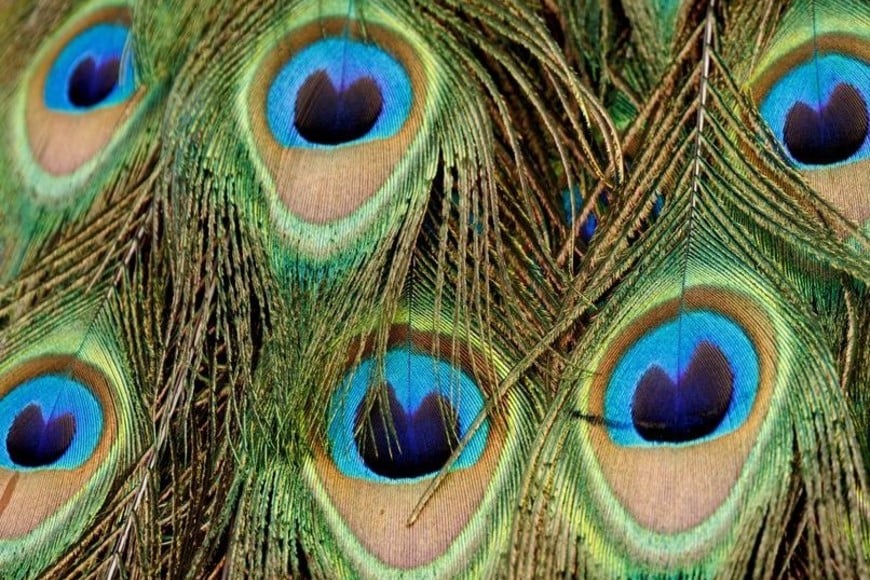 Las coloridas plumas produjeron luz láser en longitudes de onda específicas tras ser sometidas a ciclos de tinción controlada.