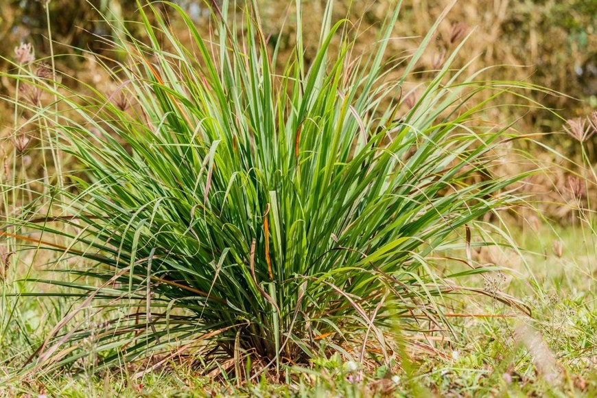 Sus hojas largas y arqueadas aportan frescura y elegancia a cualquier rincón del hogar.