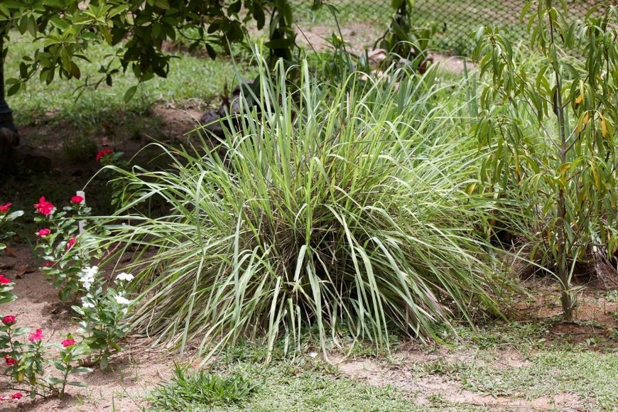 Con un aroma cítrico intenso, la citronela actúa como ambientador natural y ecológico.