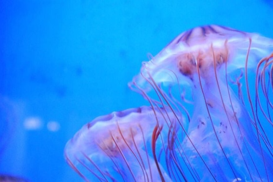 La presencia de medusas no ha tenido consecuencias para la seguridad, indicaron.