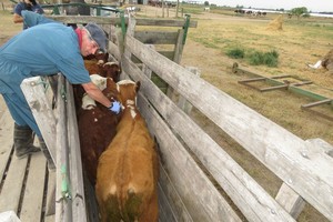 "Desde la Sociedad Rural de Santa Fe insistimos en la necesidad de replantear los esquemas actuales de vacunación", celebra el comunicado.