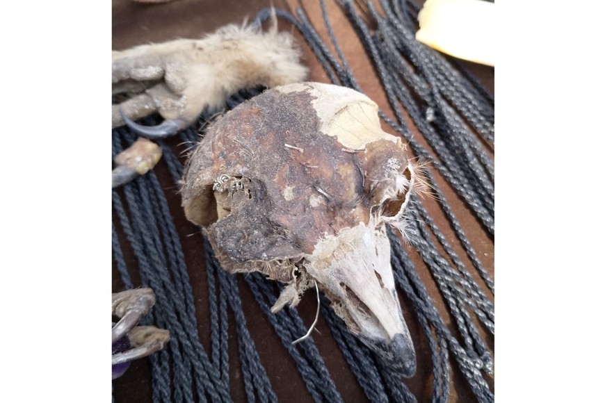 Incautaron garras, dientes y huesos de fauna silvestre.