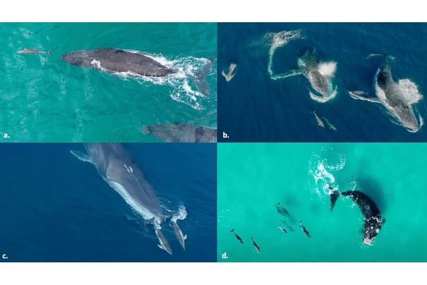 Fuente: Springer Nature