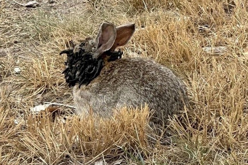 Ejemplar de conejo con crecimientos oscuros en la cabeza en Fort Collins.