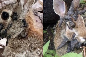 El aspecto de los animales recuerda a la leyenda del “jackalope”.