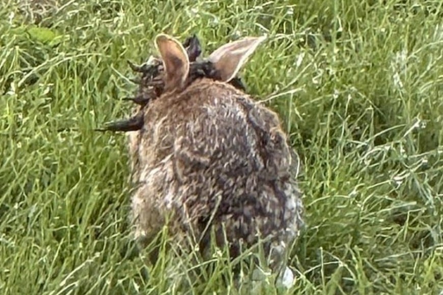 Las autoridades de Colorado confirmaron que es un virus específico de la especie.