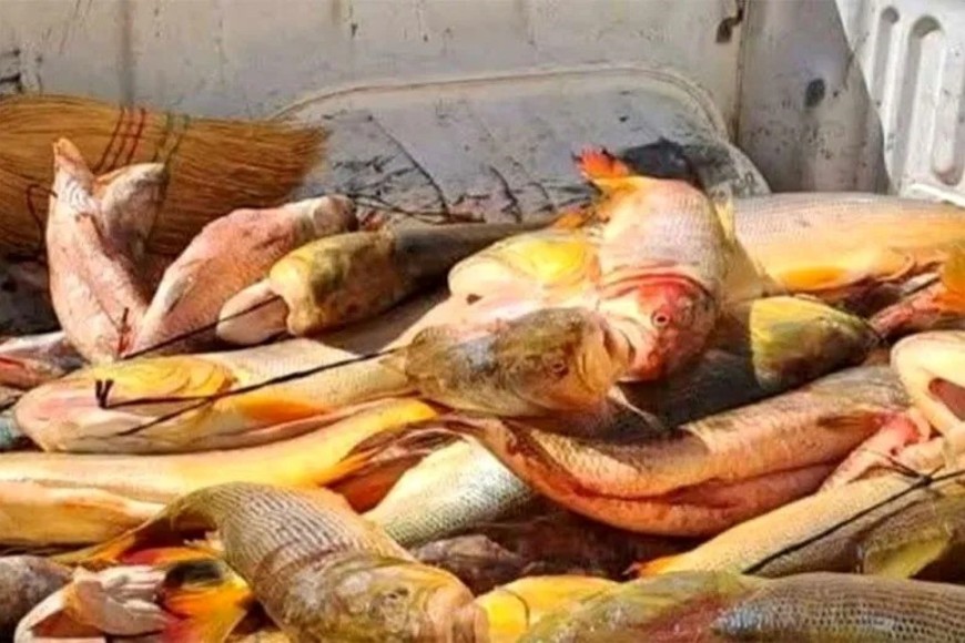 Los guías de pesca aseguran que su actividad recibía muchos turistas, pero la depredación hace que el destino Concordia sea desestimado. Foto: Mirador Entre Ríos