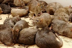 Presencia masiva de roedores que eran alimentados diariamente por un hombre