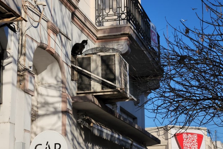 Bomberos rescataron a una gatita atrapada en una red en pleno centro de Rafaela. Foto: Radio Rafaela