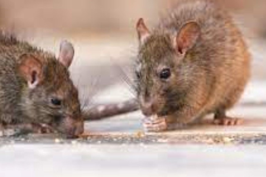 La muerte del propietario  dejó a los animales sin su fuente habitual de alimento