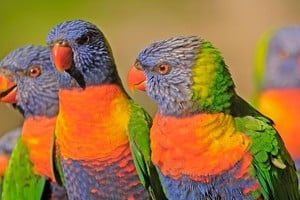 Los loros arcoíris fueron parte del estudio reciente.