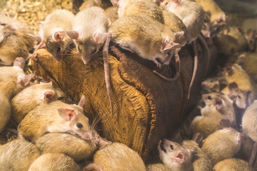 Las autoridades sanitarias ya intervienen para controlar la situación