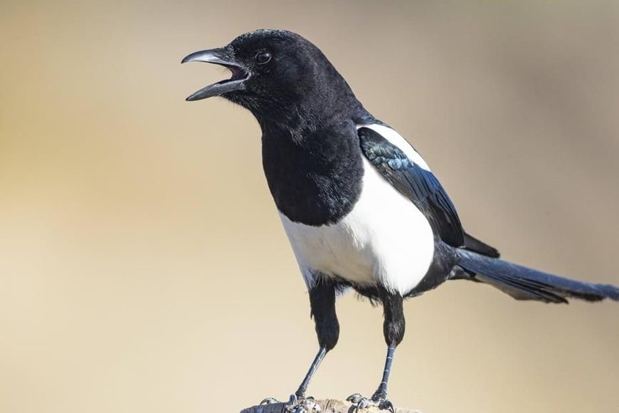 El cambio de sexo también se observó en especies como las urracas.