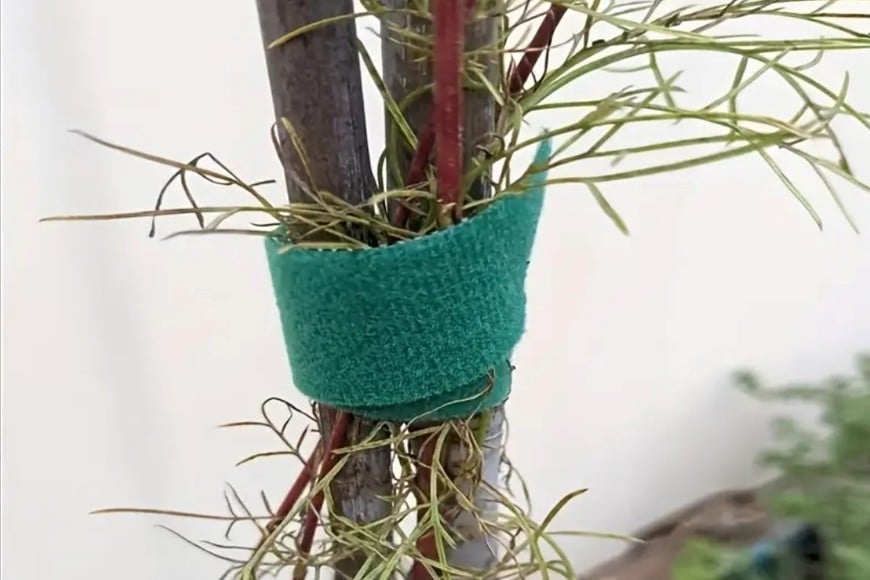 Un detalle simple que guía el crecimiento y protege cada planta.