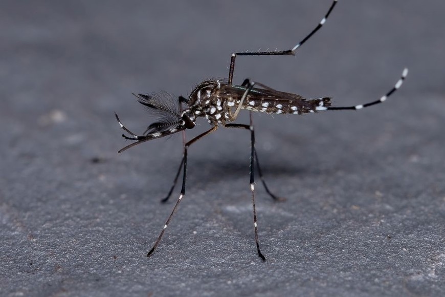 La enfermedad es transmitida por el mosquito Aedes aegypti