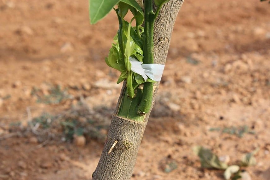 Preparación de un área dedicada a plantas
