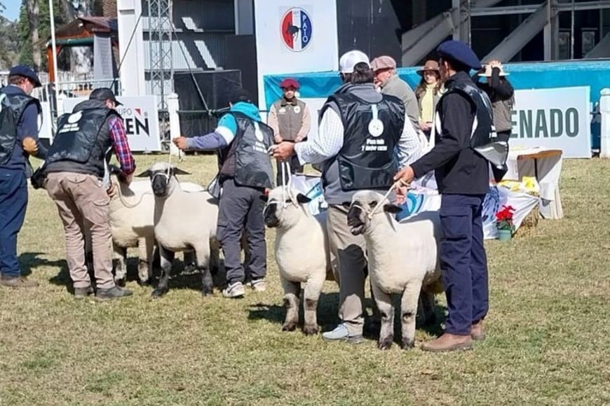 La raza ovina Hampshire Down, una de las grandes atracciones de la ExpoVenado 2025. Foto: Sur24