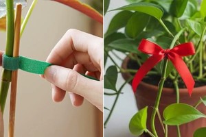 Cintas en el tallo: tradición y técnica al servicio del cuidado vegetal.