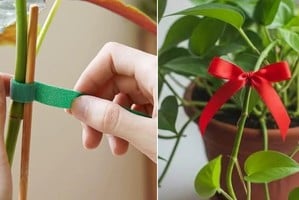 Cintas en el tallo: tradición y técnica al servicio del cuidado vegetal.