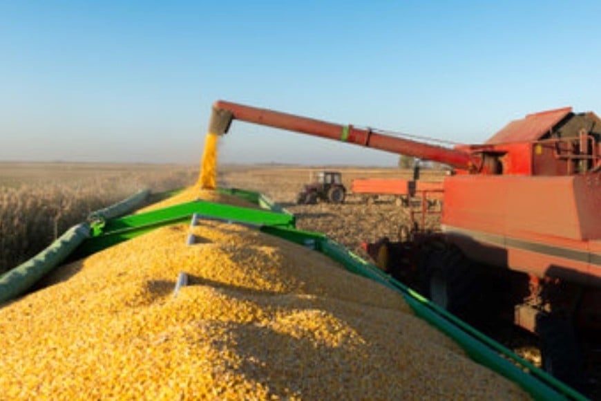 El maíz argentino podría encontrar una oportunidad estratégica.