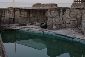 Los animales permanecen en estanques abandonados del predio