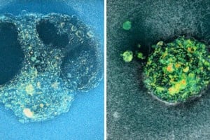 Hasta ahora, no había sido posible observar el proceso en tiempo real en humanos.