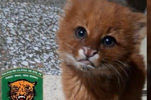 El felino será trasladado a la Granja La Esmeralda para su atención y posterior regreso a su habitat natural. Crédito: El Litoral.