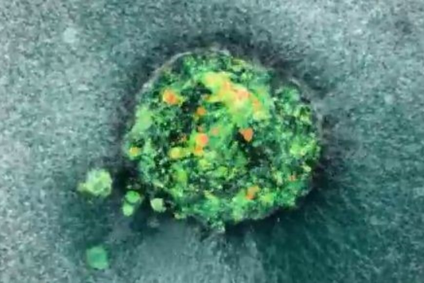 La plataforma de colágeno permite experimentos controlados.