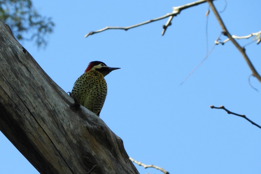 Pablo Capovilla (gentileza)