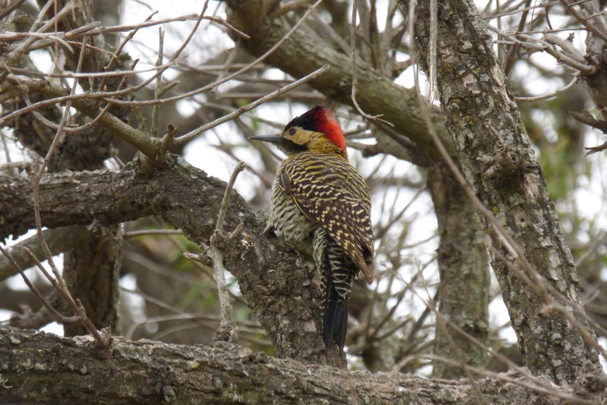 Pablo Capovilla (gentileza)