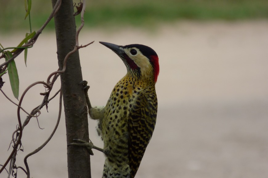 Pablo Capovilla (gentileza)