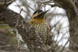 Pablo Capovilla (gentileza)