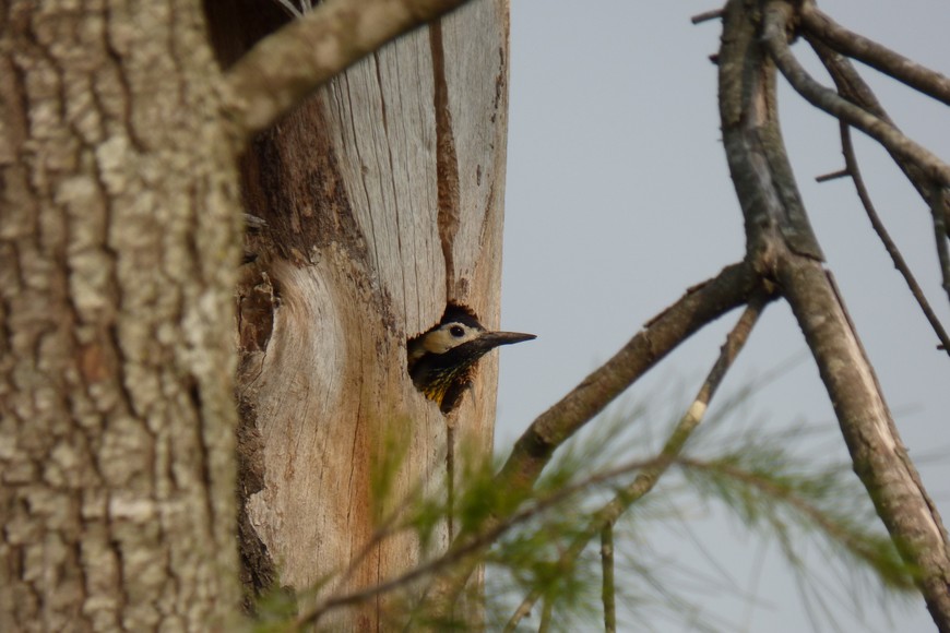Pablo Capovilla (gentileza)