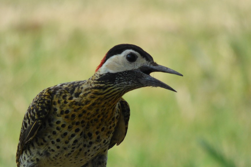 Pablo Capovilla (gentileza)