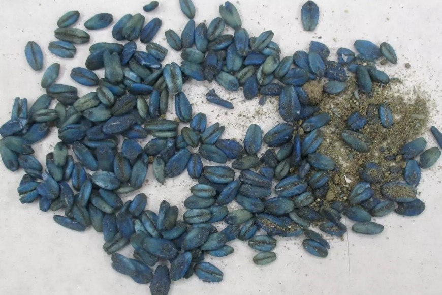 El “culpable”: un rodenticida anticoagulante llamado difacinona.