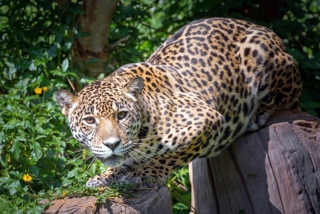 El yaguareté es una de las especies más amenazadas del Gran Chaco argentino.
Archivo El Litoral