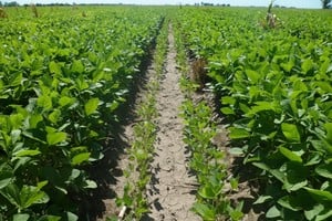 Los datos provienen del Centro de Estudios y Servicios de la Bolsa de Comercio de Santa Fe. Crédito: Archivo El Litoral