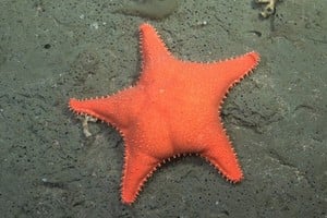 La Estrella de mar (Hippasteria phrygiana). Conicet