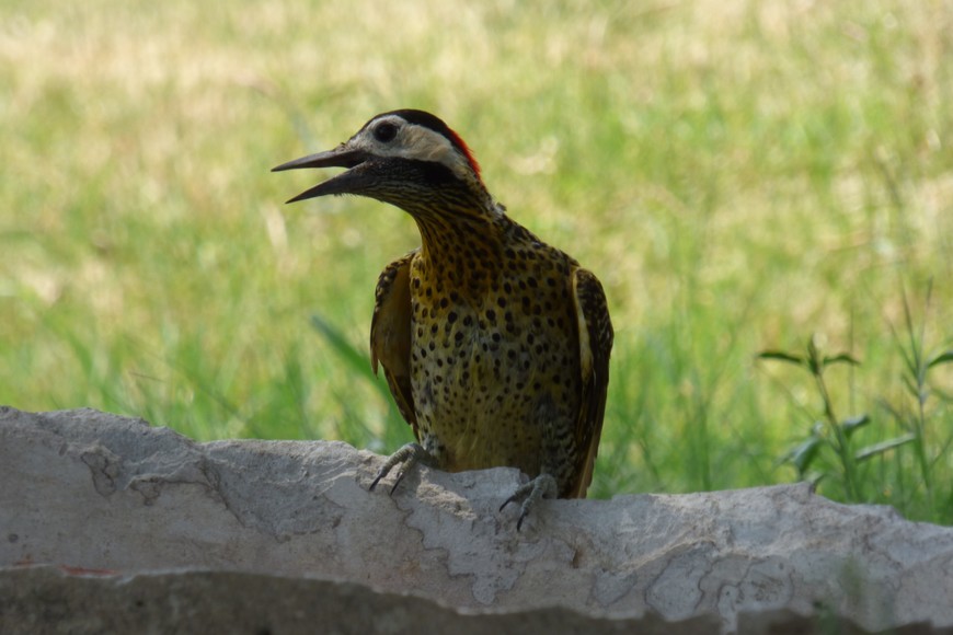 Pablo Capovilla (gentileza)