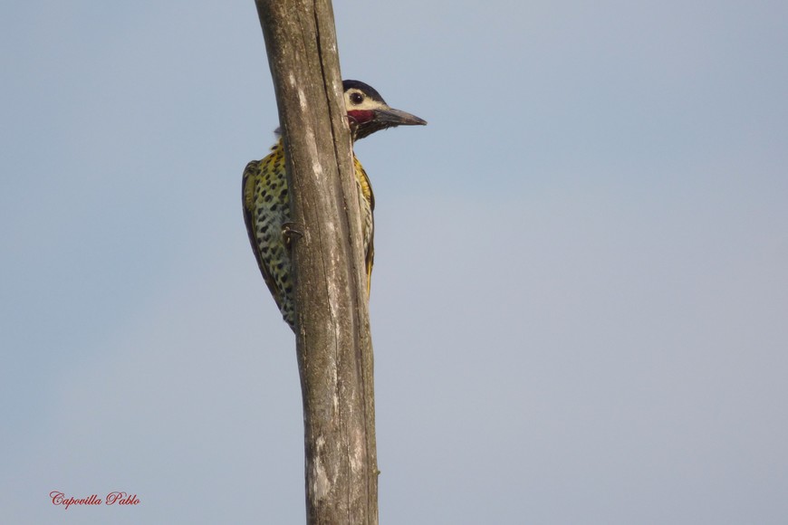 Pablo Capovilla (gentileza)